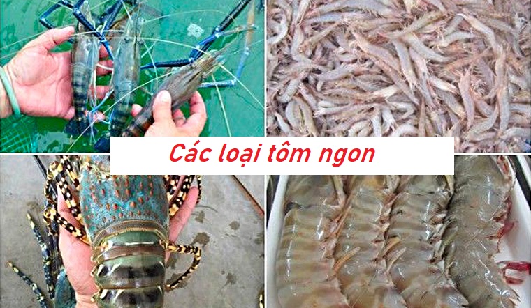 Tổng hợp 6 các loại tôm ngon – Loại tôm nào ngon nhất?