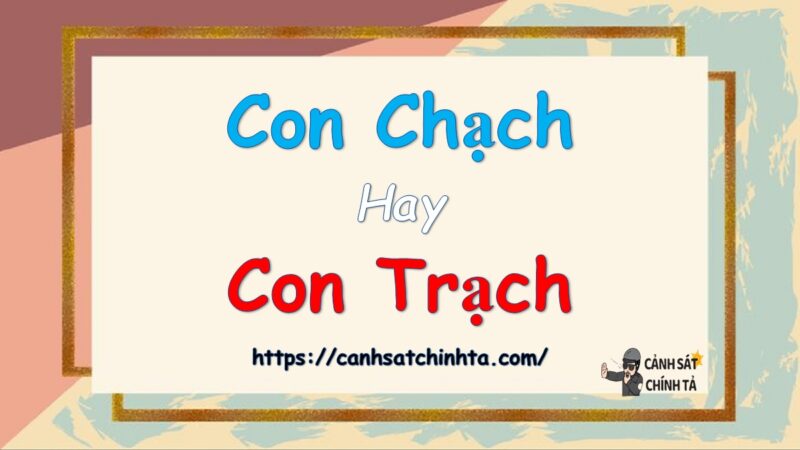 Con chạch hay Con trạch là đúng chính tả?