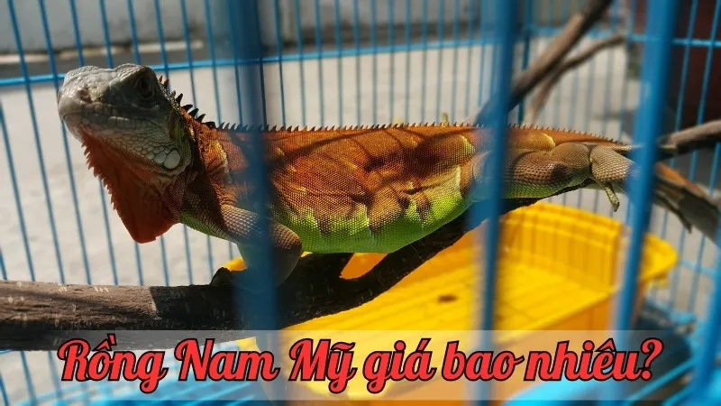 Rồng Nam Mỹ giá bao nhiêu? Cập nhật mới nhất thị trường hiện nay